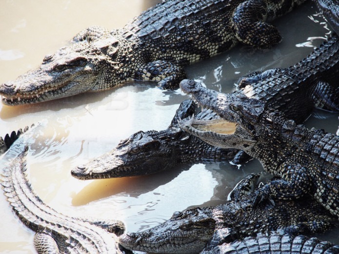 Tonle-Sap-crocodiles